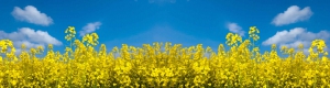 Background rapeseed for oil seed press